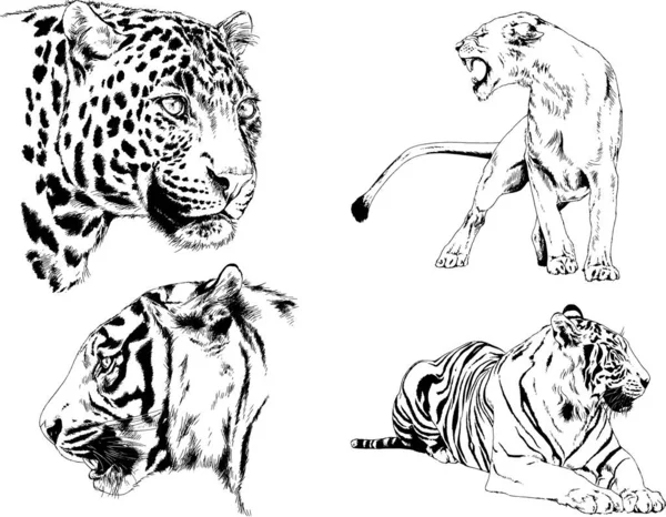 Vector Drawings Sketches Different Predator Tigers Lions Cheetahs Leopards Drawn — Stock Vector