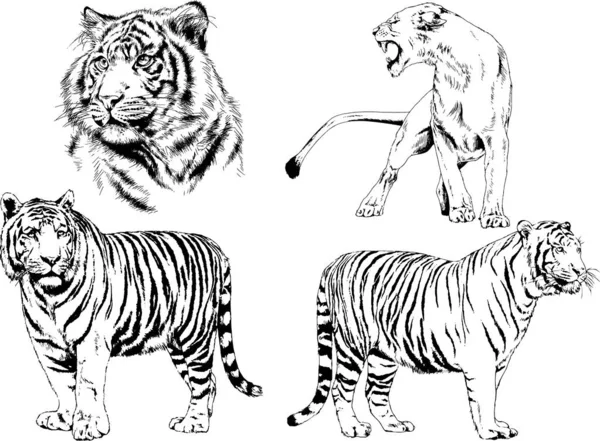 Vector Drawings Sketches Different Predator Tigers Lions Cheetahs Leopards Drawn — Stock Vector