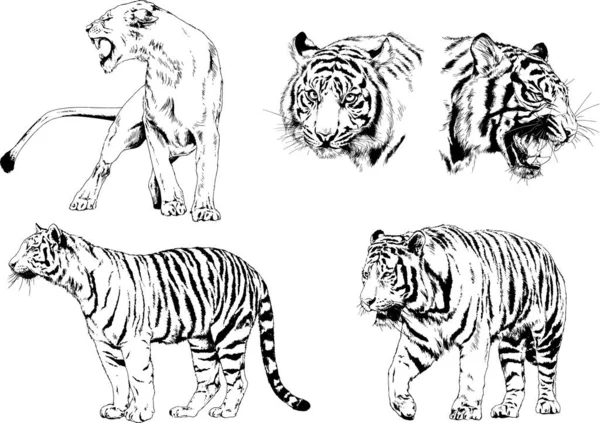 Dibujos Vectoriales Bocetos Diferentes Depredadores Tigres Leones Guepardos Leopardos Dibujan — Vector de stock