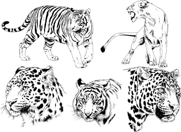 Vector Drawings Sketches Different Predator Tigers Lions Cheetahs Leopards Drawn — Stock Vector