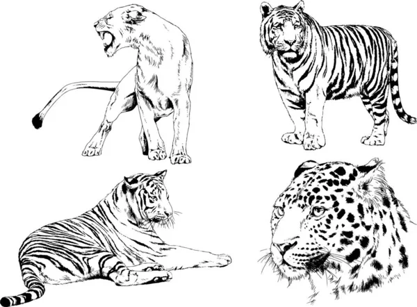 Dibujos Vectoriales Bocetos Diferentes Depredadores Tigres Leones Guepardos Leopardos Dibujan — Archivo Imágenes Vectoriales