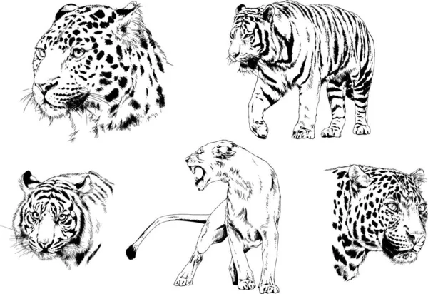 Desenhos Vetoriais Esboços Predador Diferente Leões Tigres Chitas Leopardos São —  Vetores de Stock