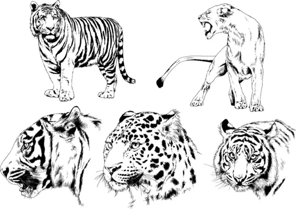 Dibujos Vectoriales Bocetos Diferentes Depredadores Tigres Leones Guepardos Leopardos Dibujan — Archivo Imágenes Vectoriales