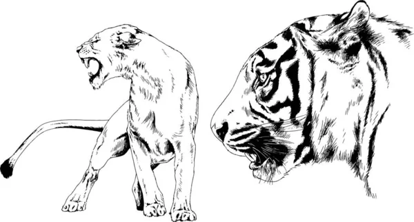 Dibujos Vectoriales Bocetos Diferentes Depredadores Tigres Leones Guepardos Leopardos Dibujan — Vector de stock