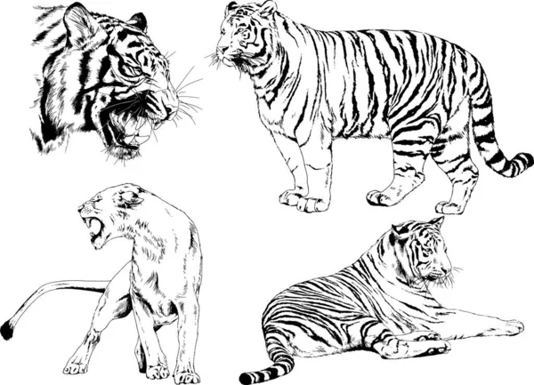 Vector Drawings Sketches Different Predator Tigers Lions Cheetahs Leopards Drawn — Stock Vector