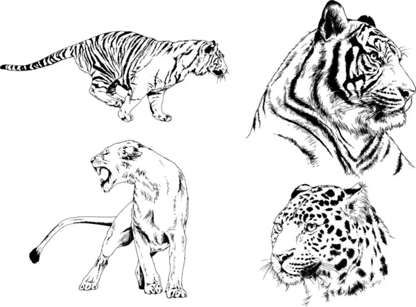 Dibujos Vectoriales Bocetos Diferentes Depredadores Tigres Leones Guepardos Leopardos Dibujan — Archivo Imágenes Vectoriales