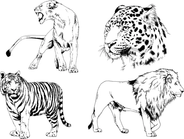 Dibujos Vectoriales Bocetos Diferentes Depredadores Tigres Leones Guepardos Leopardos Dibujan — Archivo Imágenes Vectoriales