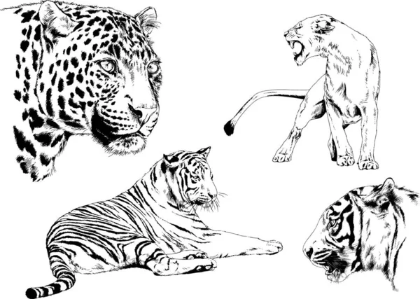 Vector Drawings Sketches Different Predator Tigers Lions Cheetahs Leopards Drawn — Stock Vector