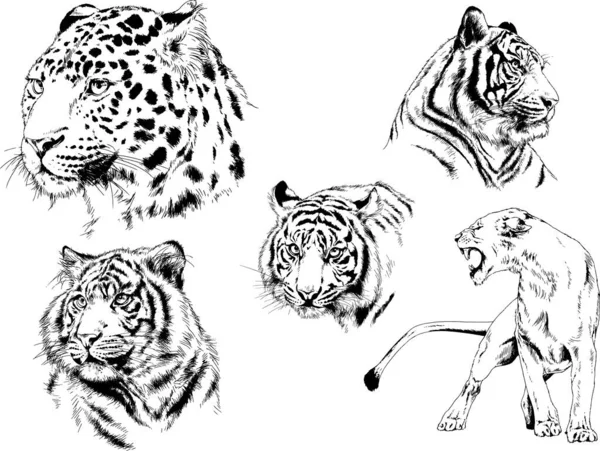 Dibujos Vectoriales Bocetos Diferentes Depredadores Tigres Leones Guepardos Leopardos Dibujan — Archivo Imágenes Vectoriales