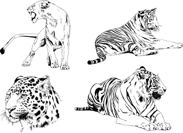 Vector Drawings Sketches Different Predator Tigers Lions Cheetahs Leopards Drawn — Stock Vector