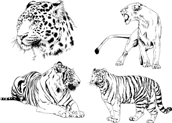 Disegni Vettoriali Schizzi Diversi Predatore Leoni Tigri Ghepardi Leopardi Sono — Vettoriale Stock