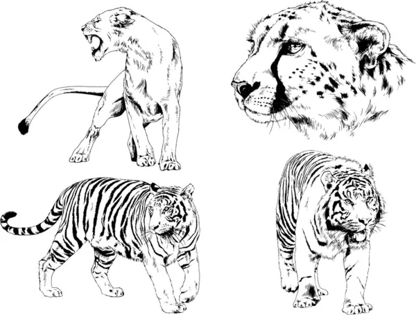 Dessins Vectoriels Esquisse Différents Prédateurs Tigres Lions Guépards Léopards Sont — Image vectorielle