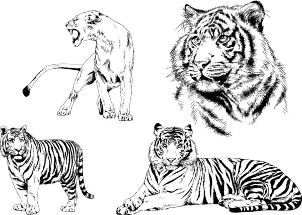 Dibujos Vectoriales Bocetos Diferentes Depredadores Tigres Leones Guepardos Leopardos Dibujan — Vector de stock