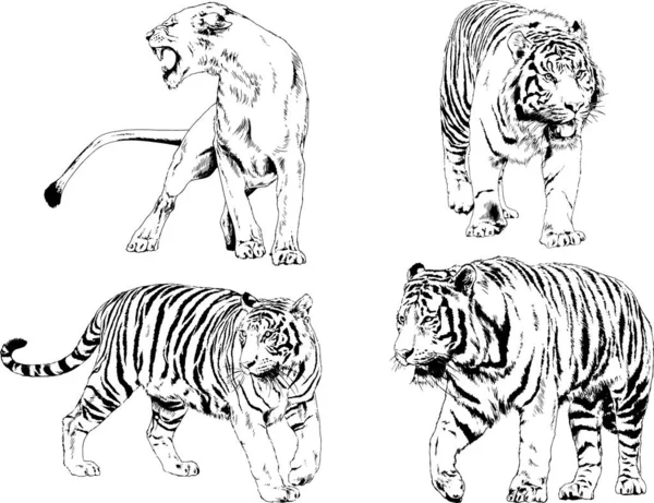 Dibujos Vectoriales Bocetos Diferentes Depredadores Tigres Leones Guepardos Leopardos Dibujan — Archivo Imágenes Vectoriales