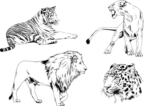 Vector Drawings Sketches Different Predator Tigers Lions Cheetahs Leopards Drawn — Stock Vector