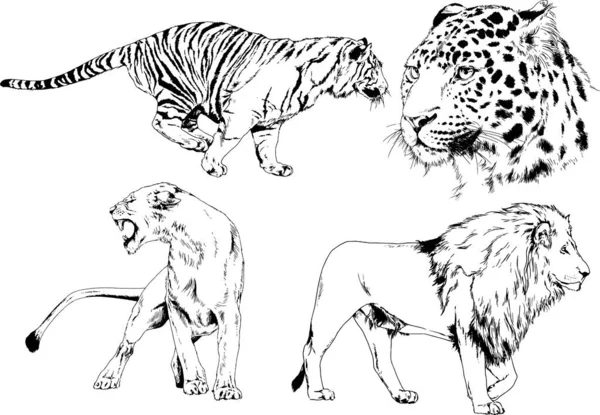 Dibujos Vectoriales Bocetos Diferentes Depredadores Tigres Leones Guepardos Leopardos Dibujan — Archivo Imágenes Vectoriales