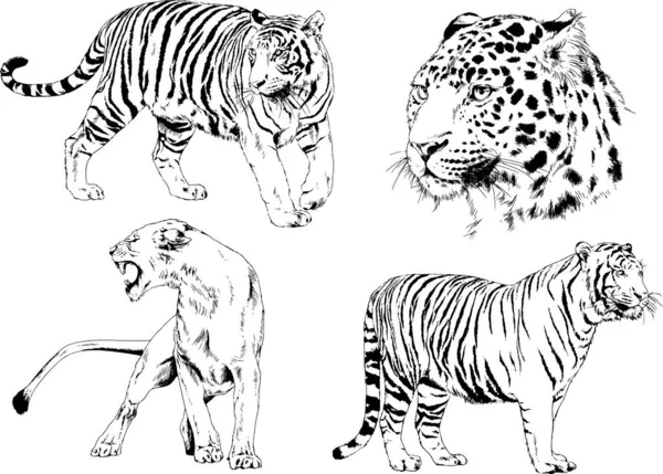 Vector Drawings Sketches Different Predator Tigers Lions Cheetahs Leopards Drawn — Stock Vector