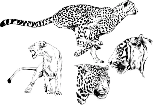 Dibujos Vectoriales Bocetos Diferentes Depredadores Tigres Leones Guepardos Leopardos Dibujan — Vector de stock