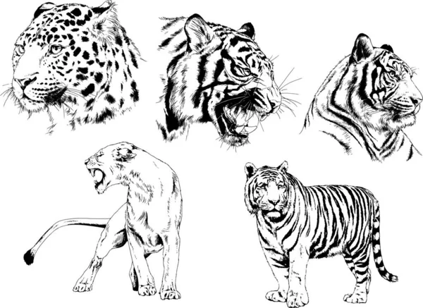 Vector Drawings Sketches Different Predator Tigers Lions Cheetahs Leopards Drawn — Stock Vector