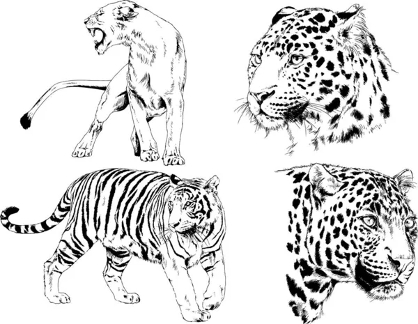 Desenhos Vetoriais Esboços Predador Diferente Leões Tigres Chitas Leopardos São — Vetor de Stock