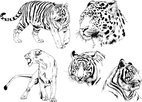 Dibujos Vectoriales Bocetos Diferentes Depredadores Tigres Leones Guepardos Leopardos Dibujan — Vector de stock