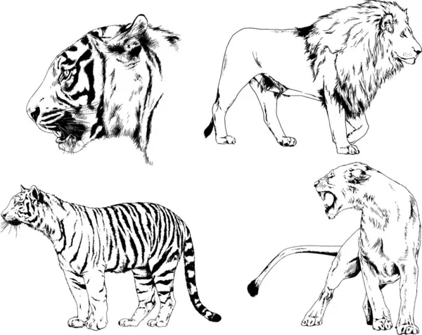 Dessins Vectoriels Esquisse Différents Prédateurs Tigres Lions Guépards Léopards Sont — Image vectorielle