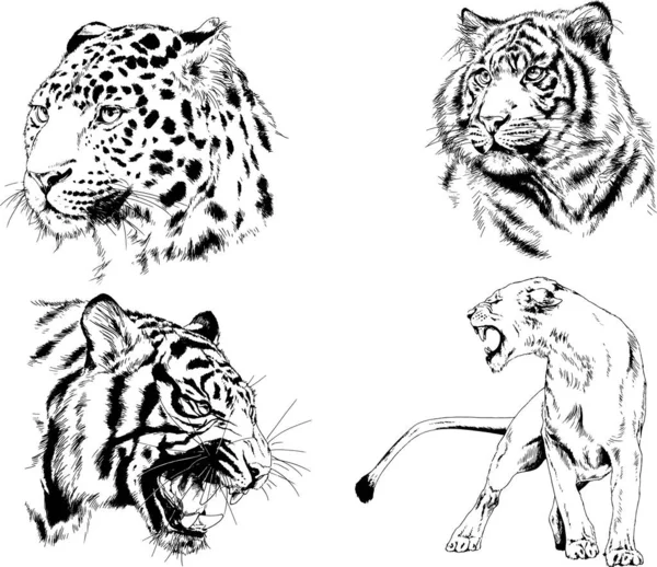 Dessins Vectoriels Esquisse Différents Prédateurs Tigres Lions Guépards Léopards Sont — Image vectorielle