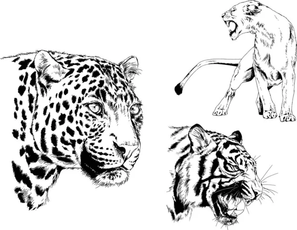 Dibujos Vectoriales Bocetos Diferentes Depredadores Tigres Leones Guepardos Leopardos Dibujan — Vector de stock