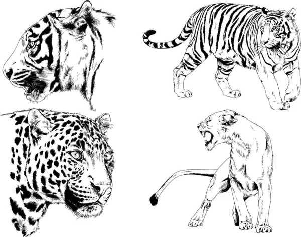 Vector Drawings Sketches Different Predator Tigers Lions Cheetahs Leopards Drawn — Stock Vector