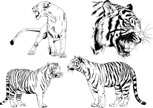 Dessins Vectoriels Esquisse Différents Prédateurs Tigres Lions Guépards Léopards Sont — Image vectorielle