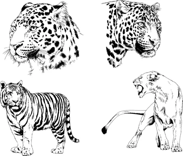 Dibujos Vectoriales Bocetos Diferentes Depredadores Tigres Leones Guepardos Leopardos Dibujan — Vector de stock