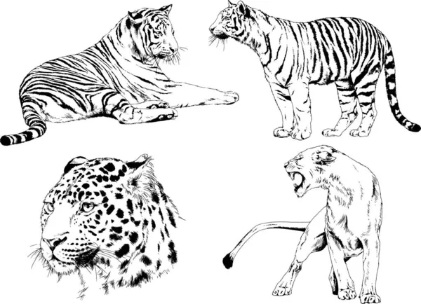 Dibujos Vectoriales Bocetos Diferentes Depredadores Tigres Leones Guepardos Leopardos Dibujan — Archivo Imágenes Vectoriales