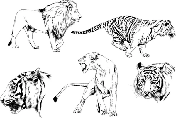 Векторні Малюнки Різних Хижаків Тигри Леви Гепарди Леопарди Малюються Чорнилом — стоковий вектор