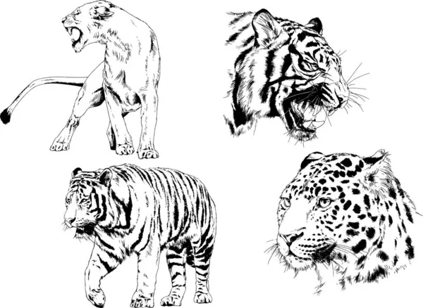 Desenhos Vetoriais Esboços Predador Diferente Leões Tigres Chitas Leopardos São —  Vetores de Stock