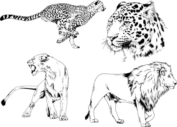 Desenhos Vetoriais Esboços Predador Diferente Leões Tigres Chitas Leopardos São — Vetor de Stock