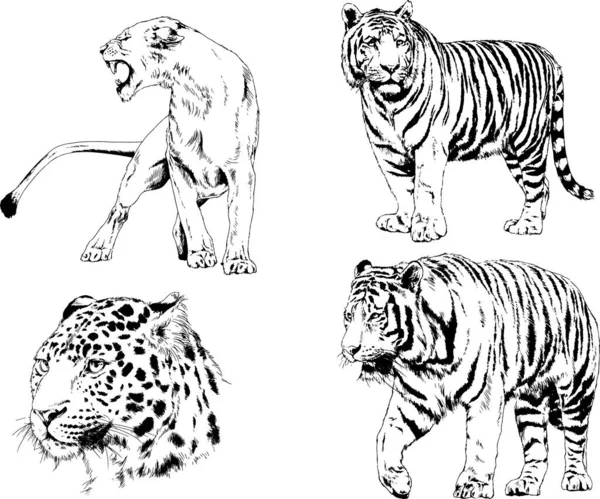 Vector Drawings Sketches Different Predator Tigers Lions Cheetahs Leopards Drawn — Stock Vector