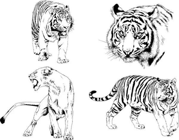 Vector Drawings Sketches Different Predator Tigers Lions Cheetahs Leopards Drawn — Stock Vector