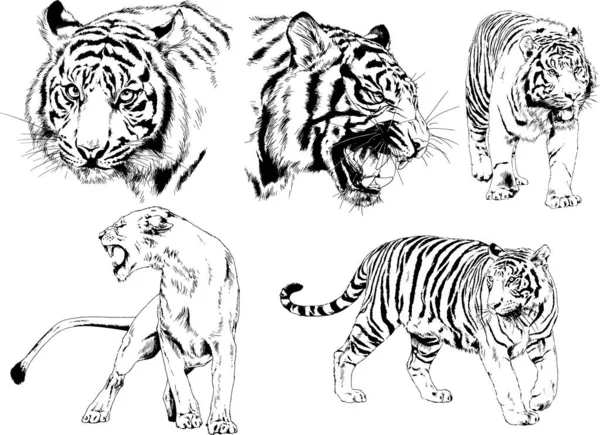 Gambar Vektor Sketsa Predator Yang Berbeda Harimau Singa Cheetah Dan - Stok Vektor