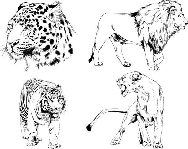 Vector Drawings Sketches Different Predator Tigers Lions Cheetahs Leopards Drawn — Stock Vector