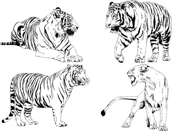 Dibujos Vectoriales Bocetos Diferentes Depredadores Tigres Leones Guepardos Leopardos Dibujan — Archivo Imágenes Vectoriales