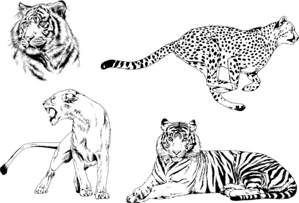 Vector Drawings Sketches Different Predator Tigers Lions Cheetahs Leopards Drawn — Stock Vector