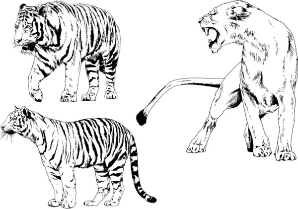 Vector Drawings Sketches Different Predator Tigers Lions Cheetahs Leopards Drawn — Stock Vector