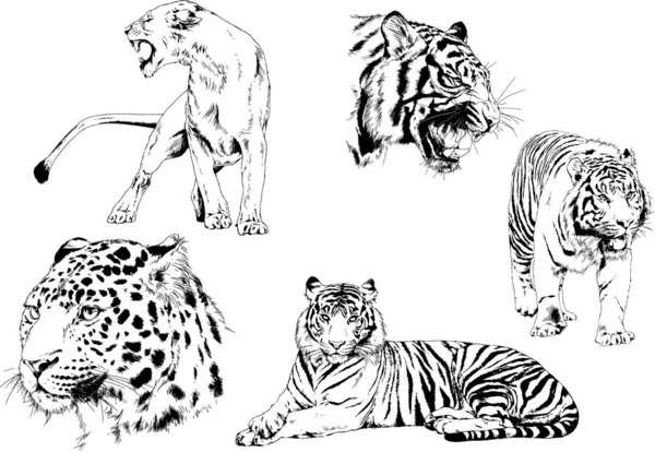 Vector Tekeningen Schetsen Verschillende Predator Tijgers Leeuwen Cheetahs Rugby Luipaarden — Stockvector