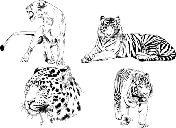 Dessins Vectoriels Esquisse Différents Prédateurs Tigres Lions Guépards Léopards Sont — Image vectorielle