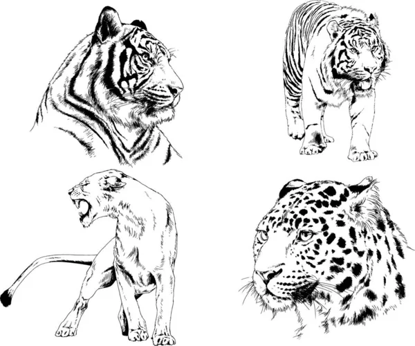 Desenhos Vetoriais Esboços Predador Diferente Leões Tigres Chitas Leopardos São —  Vetores de Stock