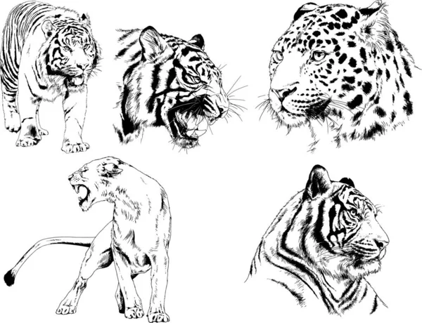 Vektorové Kresby Náčrty Jiný Predátor Gepardi Lvi Tygři Levharti Jsou — Stockový vektor