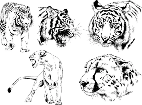 Vector Drawings Sketches Different Predator Tigers Lions Cheetahs Leopards Drawn — Stock Vector