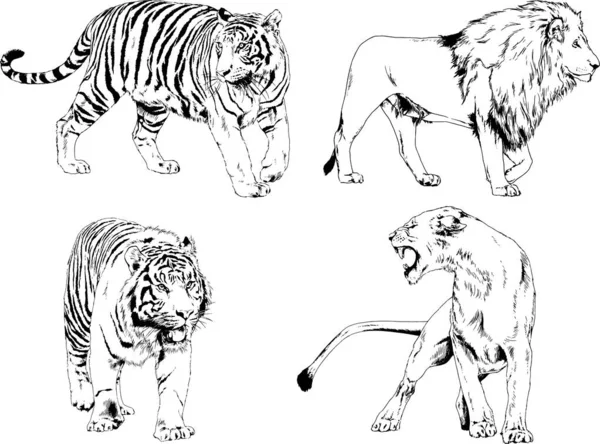 Vector Drawings Sketches Different Predator Tigers Lions Cheetahs Leopards Drawn — Stock Vector