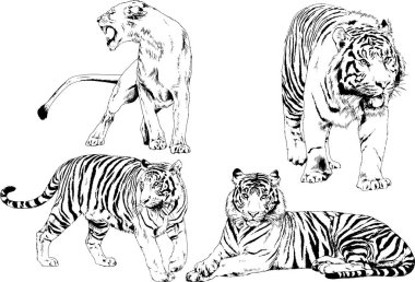 vektör çizimleri çizimler farklı yırtıcı hayvan, kaplan aslan çita ve leopar mürekkep el tarafından nesneleri arka plan ile çizilir