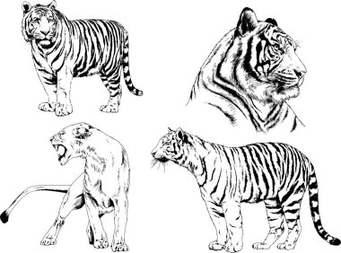 vektör çizimleri çizimler farklı yırtıcı hayvan, kaplan aslan çita ve leopar mürekkep el tarafından nesneleri arka plan ile çizilir